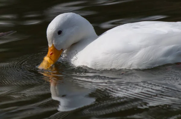 Vacker Utsikt Över Vacker Fågel Naturen — Stockfoto