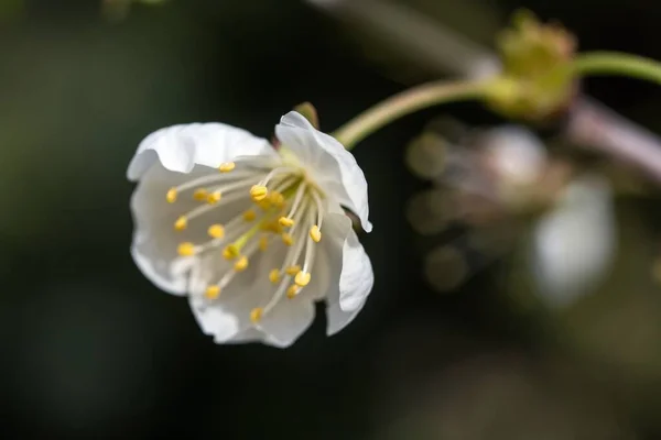 Pflaumenblüten Pflaumenblüten — Stockfoto