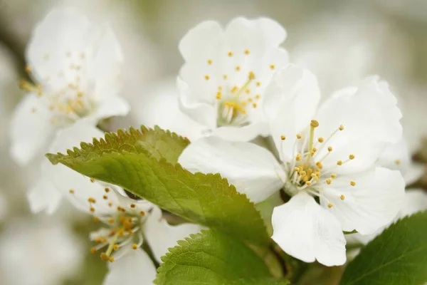 Närbild Körsbär Blommor — Stockfoto