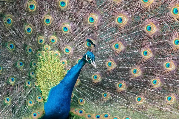 Paon Oiseau Animal Belles Plumes — Photo