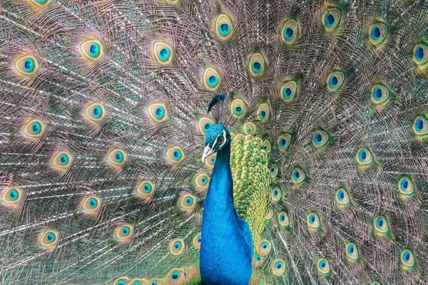 Påfågel Fågel Djur Vackra Fjädrar — Stockfoto