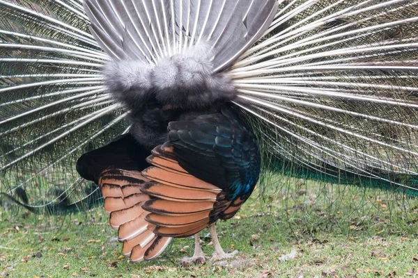 Peacock Bird Animal Beautiful Feathers — Stock Photo, Image