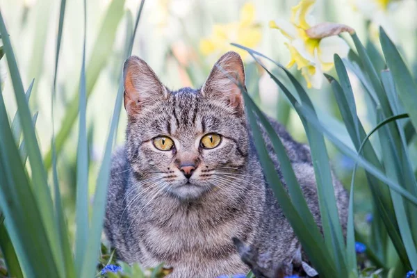 Lekfullt Och Roligt Katt Djur Eller Husdjur Koncept — Stockfoto