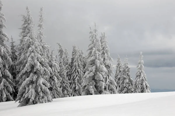 Träd Täckta Med Hesparfrost Och Snö Bergen — Stockfoto