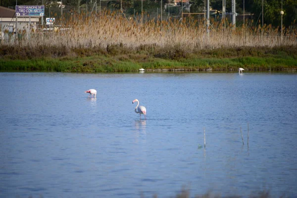 Schilderachtig Uitzicht Majestueuze Flamingo Natuur — Stockfoto