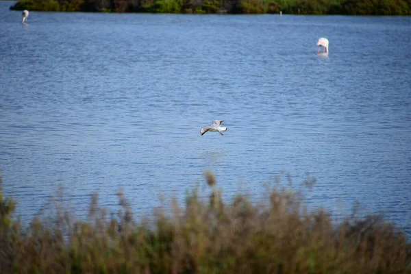 Malerischer Blick Auf Schöne Möwen Vögel — Stockfoto