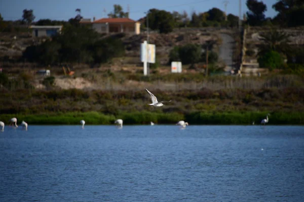 Vista Panorâmica Flamingos Majestosos Natureza — Fotografia de Stock