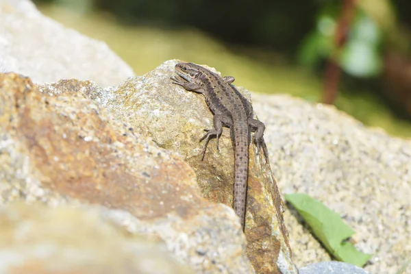 Primer Plano Lagarto Hábitat Concepto Salvajismo — Foto de Stock