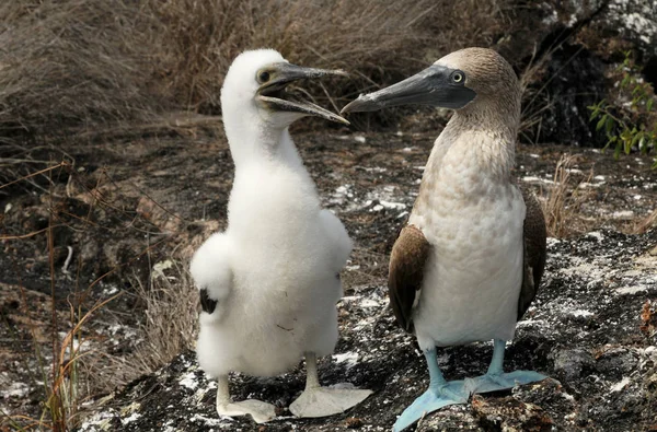 Isla Genovesa Llamada Así Por Ciudad Italiana Génova — Foto de Stock