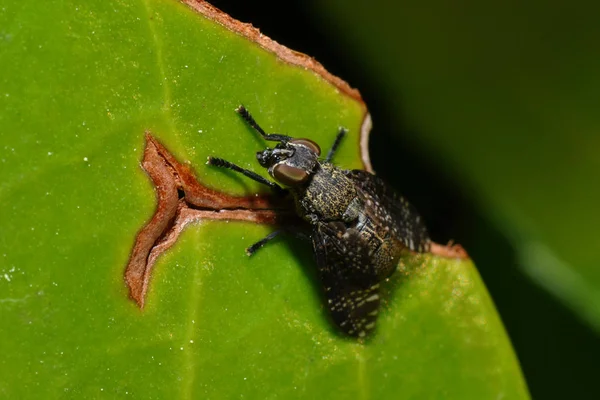 Close Van Een Insect Wilde Natuur — Stockfoto