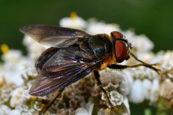 Closeup Bug Wild Nature — Stock Photo, Image