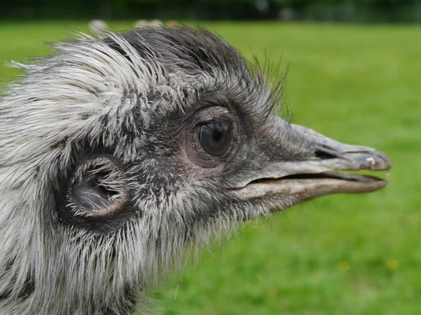 Nahaufnahme Eines Vogelkopfes — Stockfoto