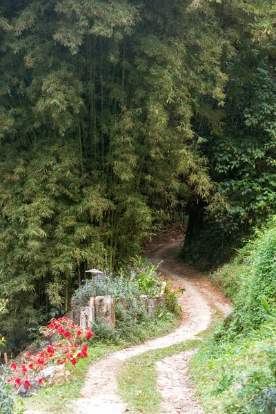 Foresta Bambù Tronchi Albero — Foto Stock