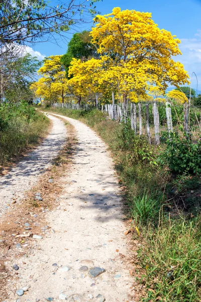 Yellow Guayacan Tree Dirt Road Santa Marta Colombia — Stock Photo, Image
