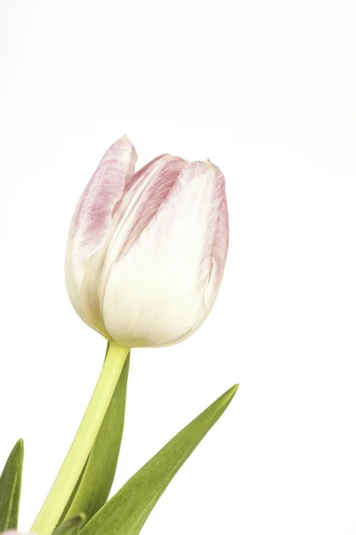 Zartrosa Tulip White Background Royalty Free Stock Photos