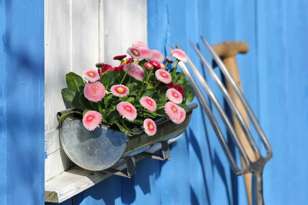Pink Daisy Window Garden Tools Stock Image