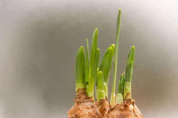 Beautiful Botanical Shot Natural Wallpaper — Stock Photo, Image