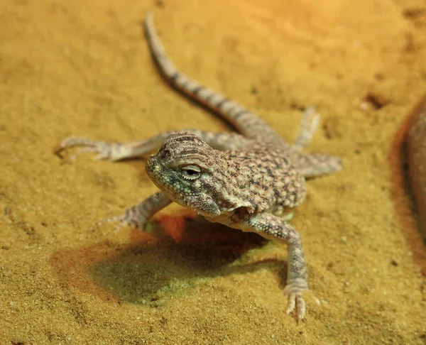 Zblízka Ještěrka Biotopu Koncept Divokosti — Stock fotografie