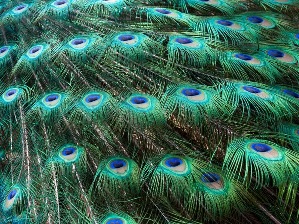 Close Peacock Tail – stockfoto