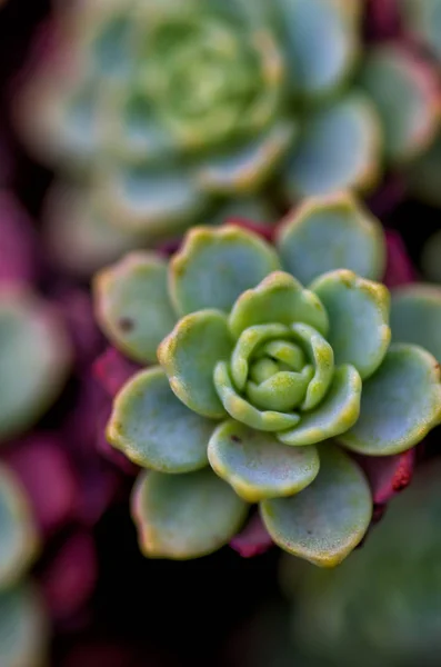 Macro Opnamen Het Voorjaar — Stockfoto