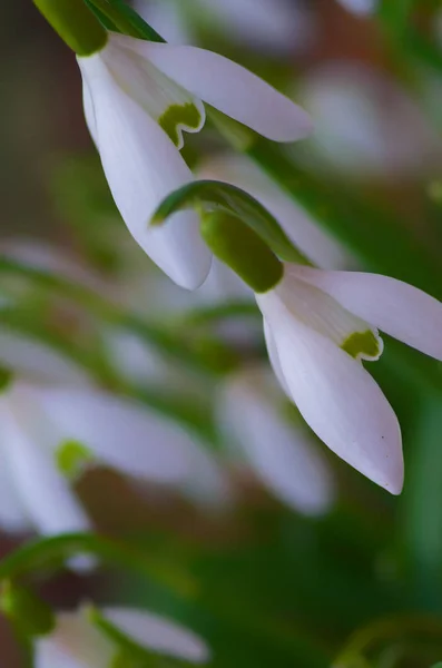 Makro Fotografowanie Wiosną — Zdjęcie stockowe