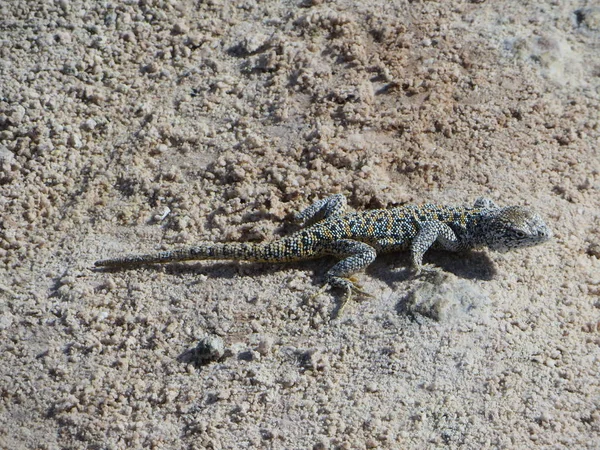 Lézard Sur Atacama Salin Des Sols — Photo