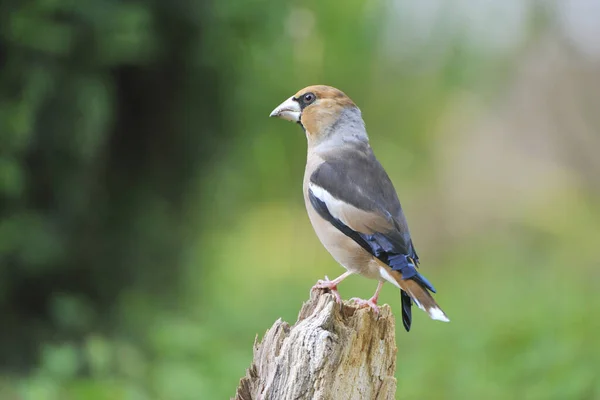 Vue Panoramique Bel Oiseau Nature — Photo