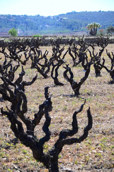 Campo Vino España — Foto de Stock