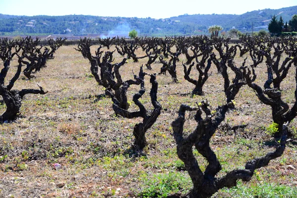 西班牙的葡萄酒田 — 图库照片