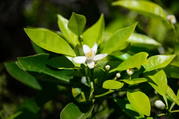 Azahar Flores Árbol Flora —  Fotos de Stock