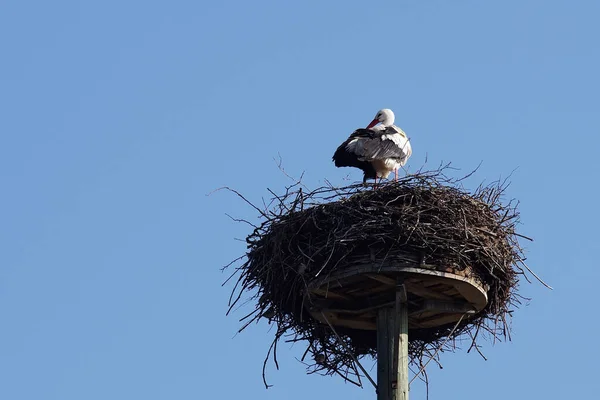 Aussichtsreiche Aussicht Auf Weißstorch Wilder Natur — Stockfoto