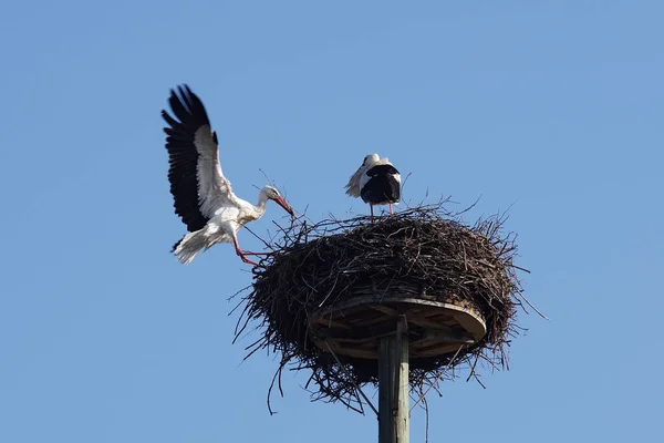 white stork pair building a nest