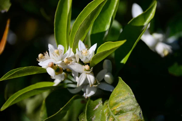 Portakal Ağaçları Flora — Stok fotoğraf