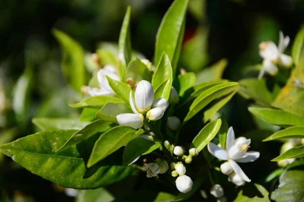 Fleurs Oranger Arbre Flore — Photo