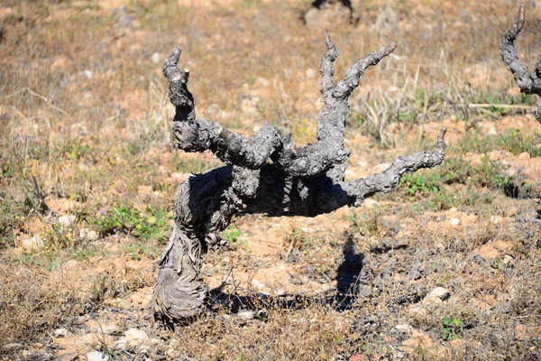 Vinfält Spanien — Stockfoto