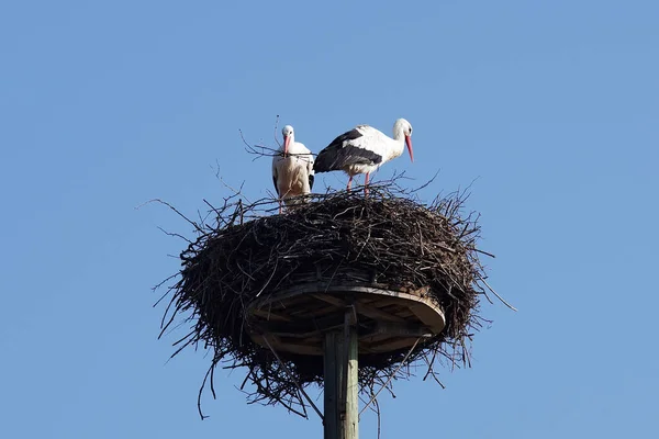 Wit Ooievaar Paar Bij Nest Gebouw — Stockfoto