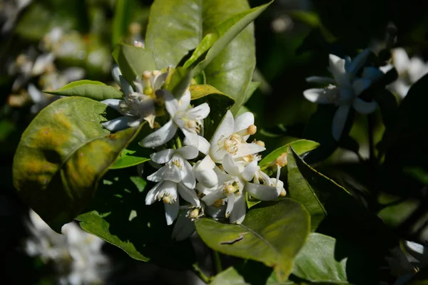 Fleurs Oranger Arbre Flore — Photo