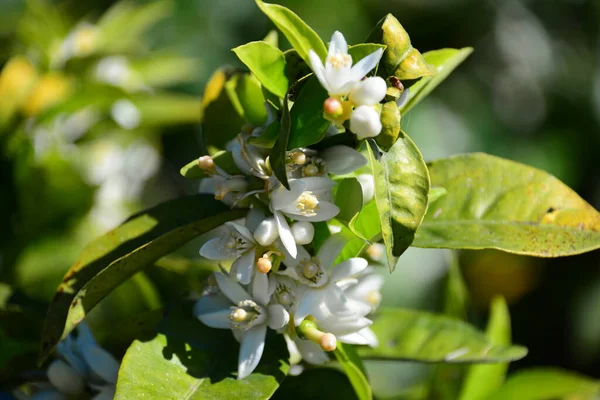 Fleurs Oranger Arbre Flore — Photo