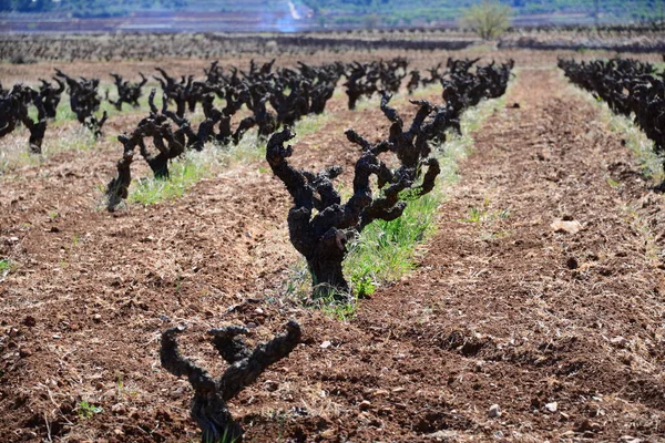 Campo Angustia — Foto de Stock