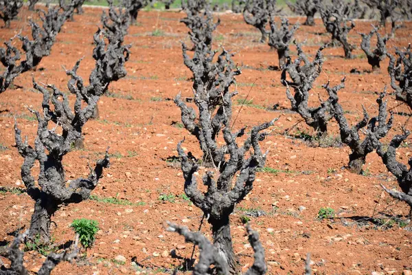西班牙的葡萄酒田 — 图库照片