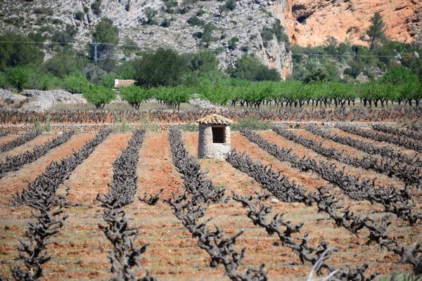 Spanya Daki Şarap Tarlası — Stok fotoğraf
