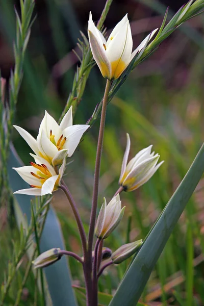 Turkestan Tulip Tulipa Turkestanica — Stock Photo, Image