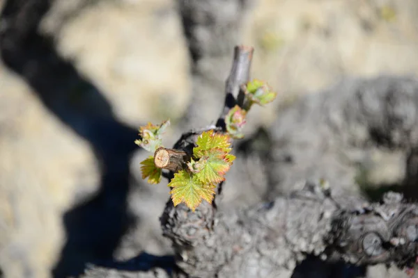 Campo Vinho Espanha — Fotografia de Stock