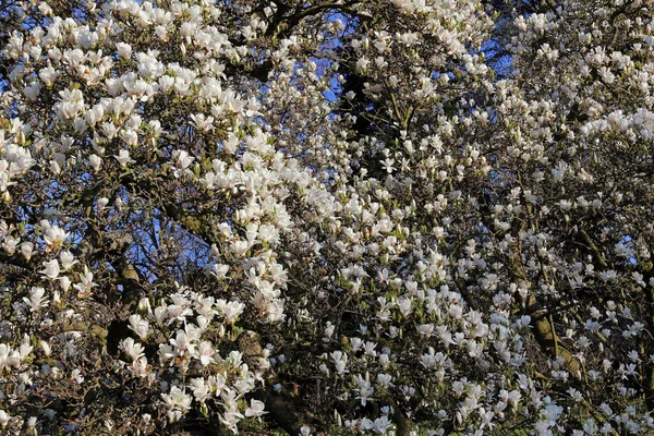 Kwiatowy Splendor Tulipanowej Magnolii — Zdjęcie stockowe