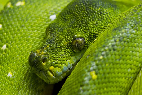 Utsikt Över Majestätiska Vilda Python Orm — Stockfoto