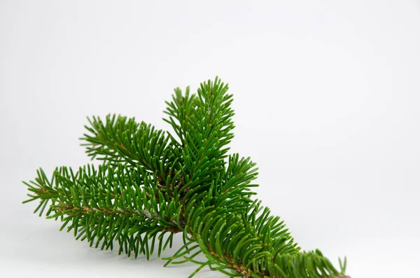 Spruce Twig Close White Background — Stock Photo, Image