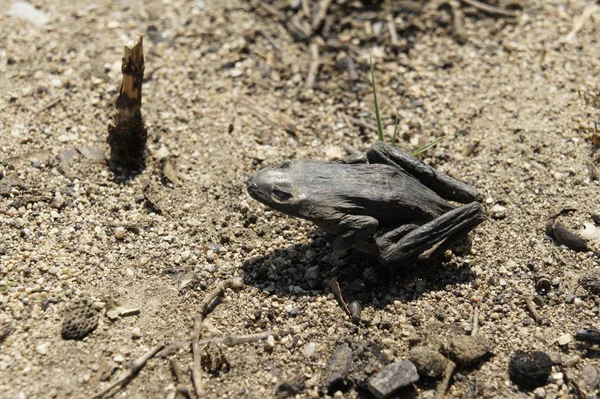 Charred Frog Forest Jonquera Spanish French Border Area According Waldbraenden — Foto de Stock