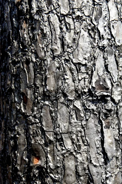 Floresta Perto Jonquera Área Fronteira Franco Espanhola Após Verão Florestal — Fotografia de Stock