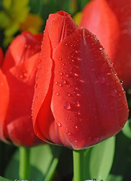 View Beautiful Spring Flowers — Stock Photo, Image