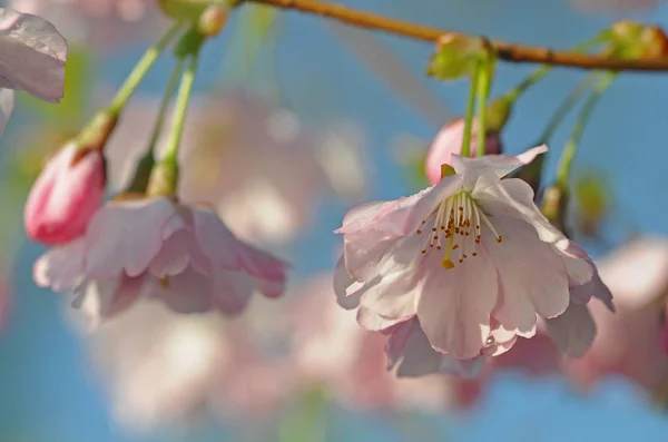 Lente Bloesem Bloemen Boom — Stockfoto